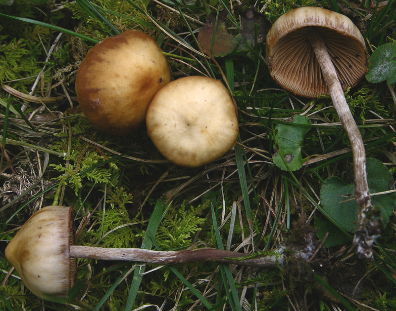 Galerina da determinare n�8.